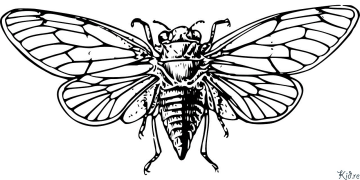 cicada Páxinas Para Colorear Imprimibles